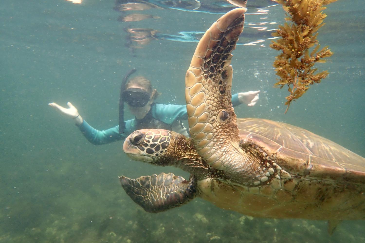一名<a href='http://wyqgyay1.skyvsky.net'>bv伟德ios下载</a>学生在Galápagos群岛游学途中与一只巨龟游泳.